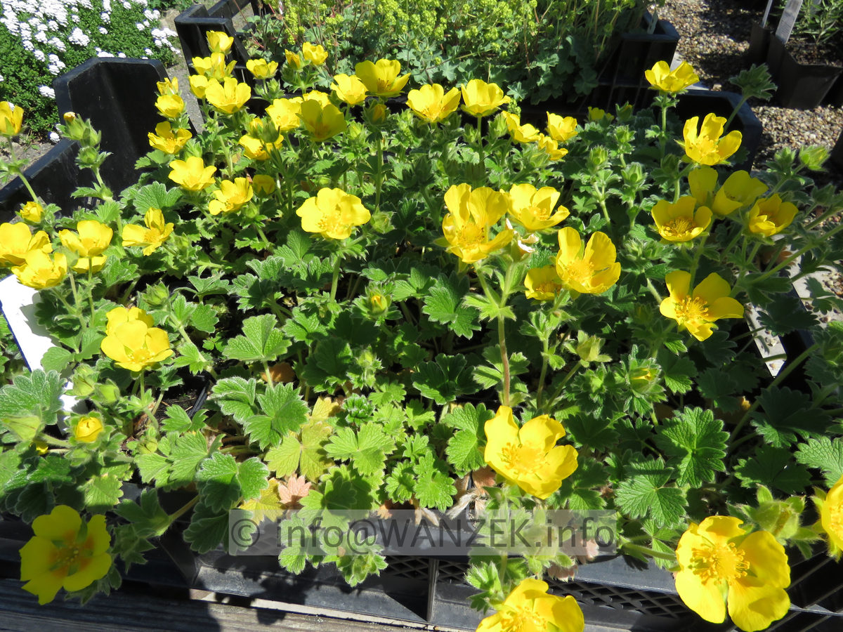 Potentilla megalantha (fragiformis) 01.JPG